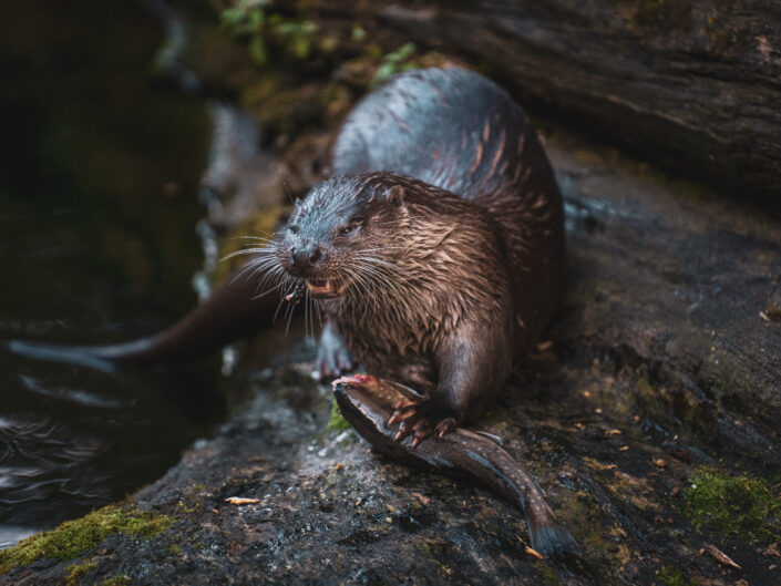 Die Tiere des Alpenzoo