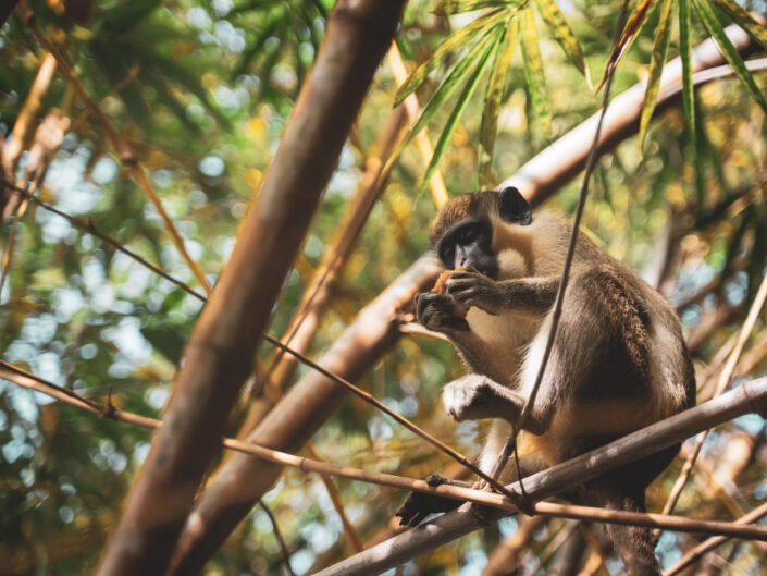 Auf den Spuren der Fauna Westafrikas